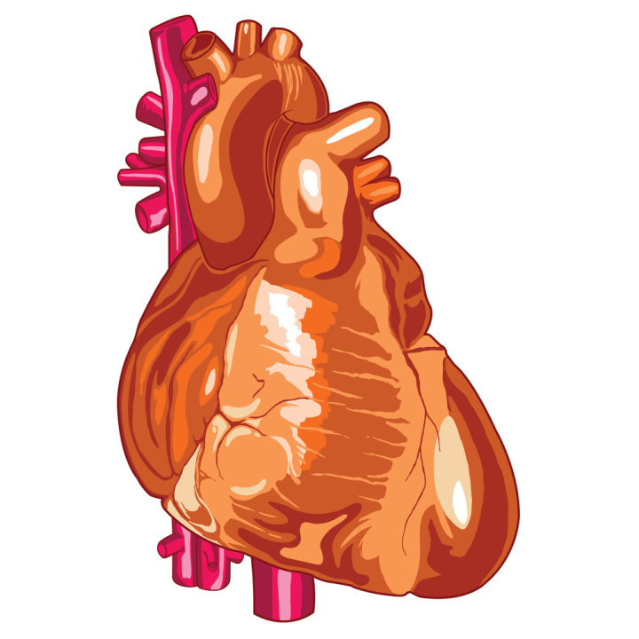 Free Human Heart Medical Illustration Vector Illustration Nohat Cc