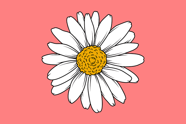 white sunflower,sunflower,flower,flower vector