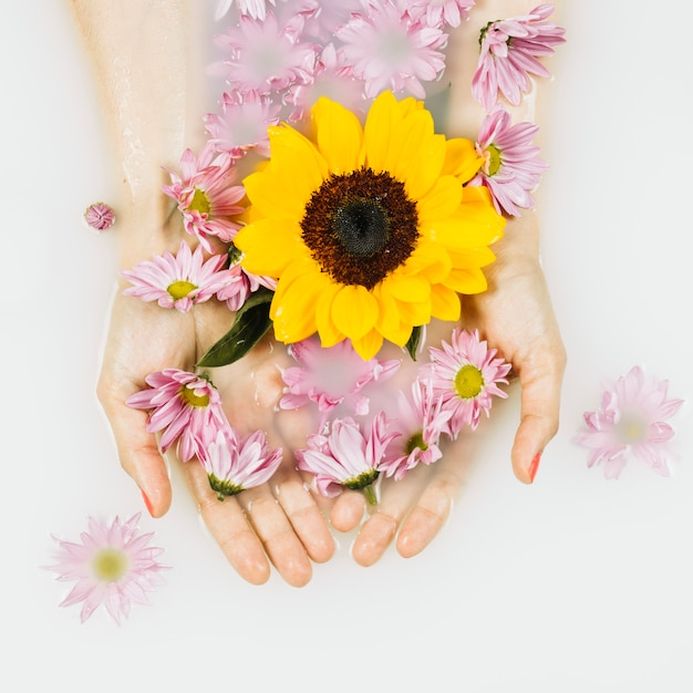 flower,people,flowers,water,hand,nature,beauty,pink,spa,health,valentine,milk,person,yellow,white,beauty salon,natural,nail,palm,bathroom