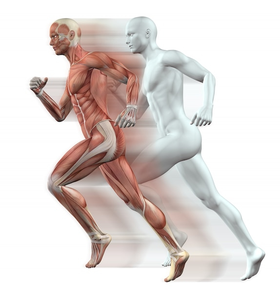 people,man,health,science,3d,run,running,healthy,exercise,foot,muscle,biology,healthy lifestyle,anatomy,fit,male,jogging,computer graphic,render,jog