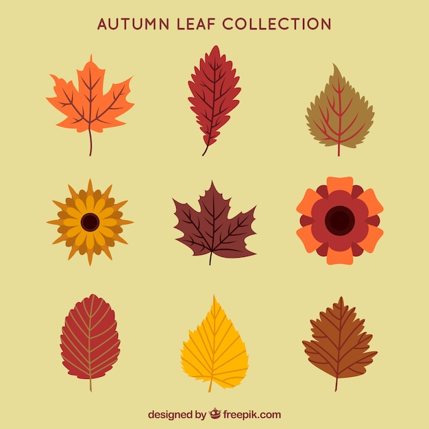 floral,leaf,nature,autumn,leaves,colorful,fall,elements,natural,colors,element,warm,autumn leaves,branches,season,pack,fall leaves,collection,set,multicolor