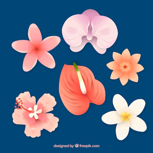 flower,floral,flowers,nature,leaves,tropical,plant,natural,palm,blossom,beautiful,tropical flowers,tropical flower,set,palm leaves,bloom,exotic,vegetation,blooming,exotic flowers
