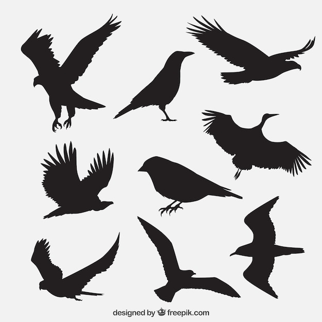  nature, bird, animal, black, animals, feather, wings, eagle, birds, jungle, group, zoo, silhouettes, wild, wildlife, sparrow, plumage, outlines