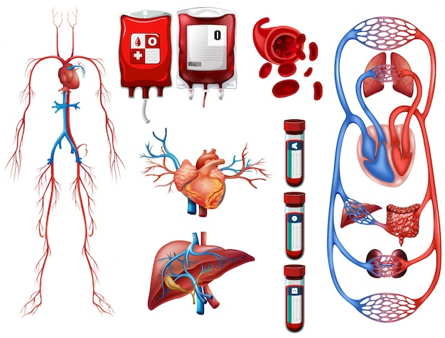 heart,art,drawing,blood,illustration,system,breathing,types