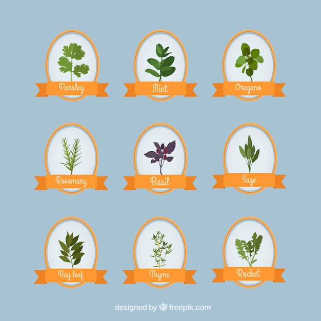  leaf, green, leaves, plant, plants, green leaves, herb, herbs, mint, collection, basil, culinary, rosemary, parsley, bay, vegetation, sage, oregano, bay leaf, aromatic