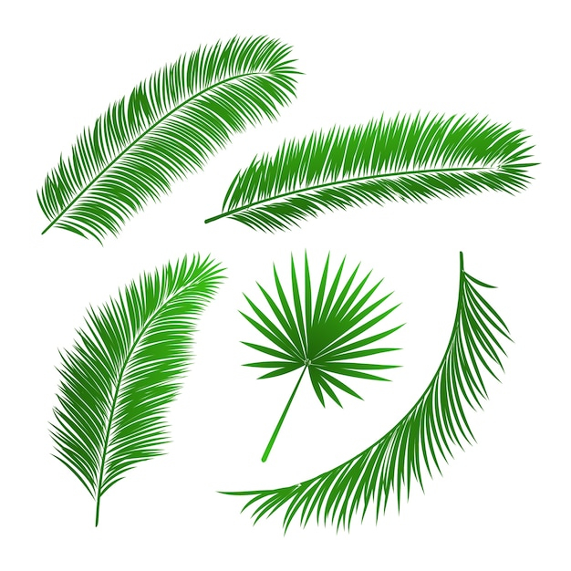  tree, abstract, leaf, nature, beach, leaves, holiday, plant, trees, illustration, palm, vacation, symbol, season, collection, set, isolated
