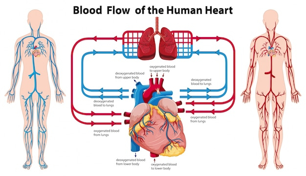 heart,art,human,diagram,drawing,blood,flow,showing