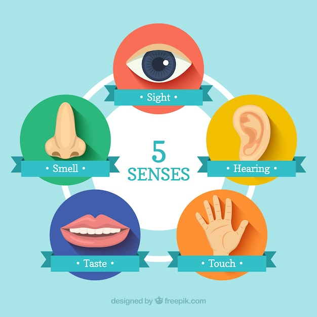  icon, hand, icons, eye, human, mouth, tooth, human body, ear, hand icon, touch, noise, smell, five, fingers, body parts, parts, hearing, taste, senses