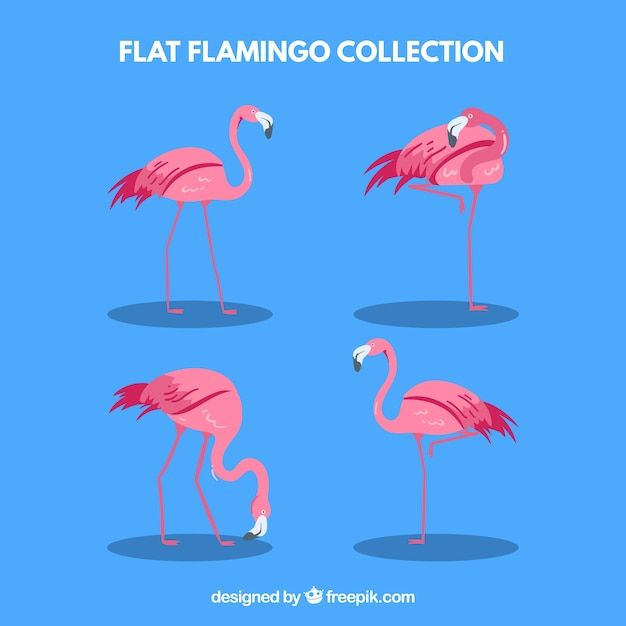 nature,bird,animal,animals,feather,wings,birds,jungle,flamingo,zoo,wild,collection,different,wildlife,flamingos,plumage,poses,with