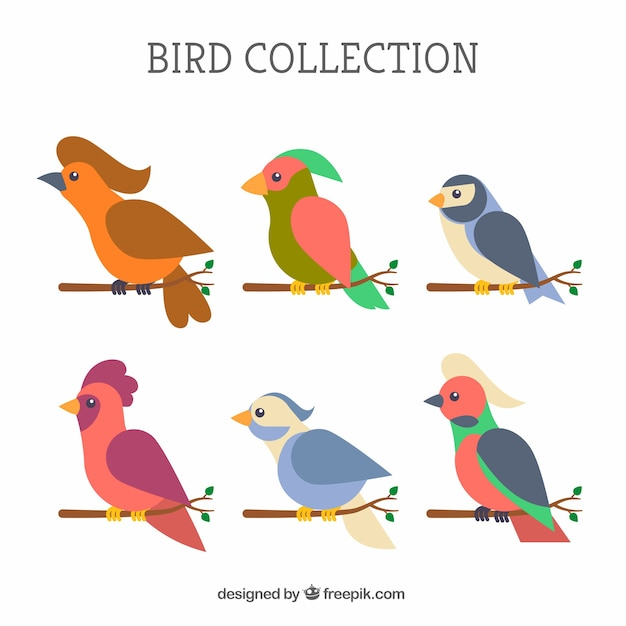 design,nature,bird,animal,animals,feather,wings,flat,birds,jungle,flat design,zoo,feathers,wild,collection,wildlife,plumage,peaks,beaks