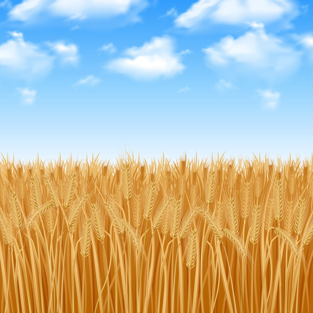 background,food,summer,sun,sky,farm,landscape,yellow,bread,golden,rice,plant,yellow background,wheat,agriculture,food background,healthy,golden background,growth,healthy food