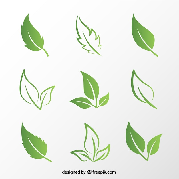  leaf, green, nature, leaves, plant, green leaves, foliage, vegetation
