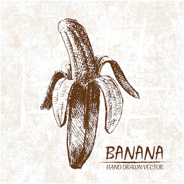 food,design,hand,hand drawn,fruit,fruits,sketch,banana,drawn,sketchy,bananas,sketched
