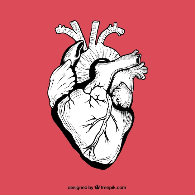 heart,hand,medical,hand drawn,human,medicine,drawing,hand drawing,anatomy,drawn,sketchy,organ