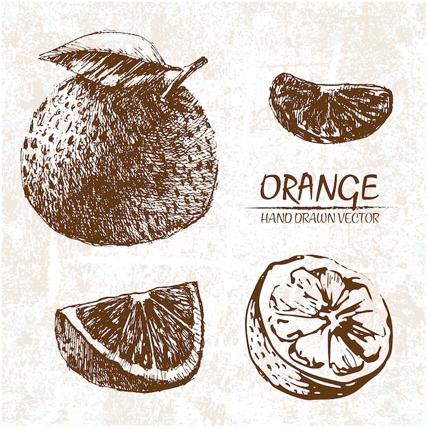 food,design,hand,hand drawn,fruit,orange,fruits,sketch,drawn,sketchy,sketched