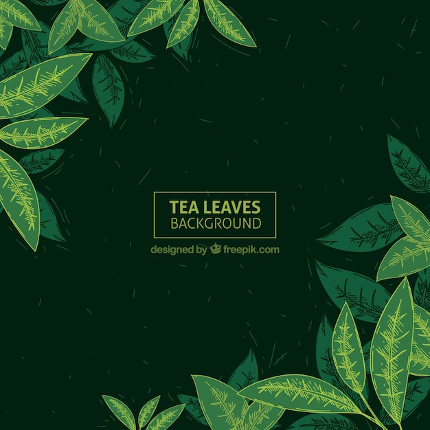 background,hand,leaf,green,nature,hand drawn,leaves,tea,backdrop,plant,drawing,organic,natural,hand drawing,fresh,bio,drawn,tea leaves,tea leaf,plantation