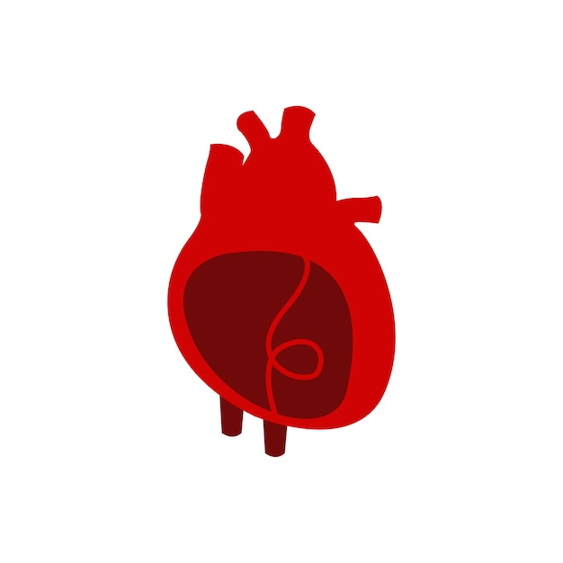 heart,love,doctor,health,illustrator,hospital,colorful,human,blood,charity,aids,illustration,healthy,care,healthcare,biology,donation,donate,blood donation