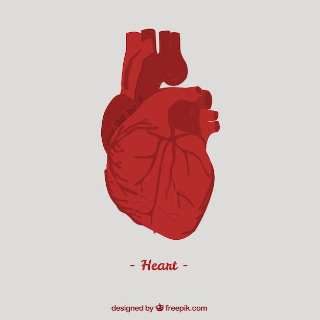 heart,medical,human,medicine,anatomy,organ,anatomical