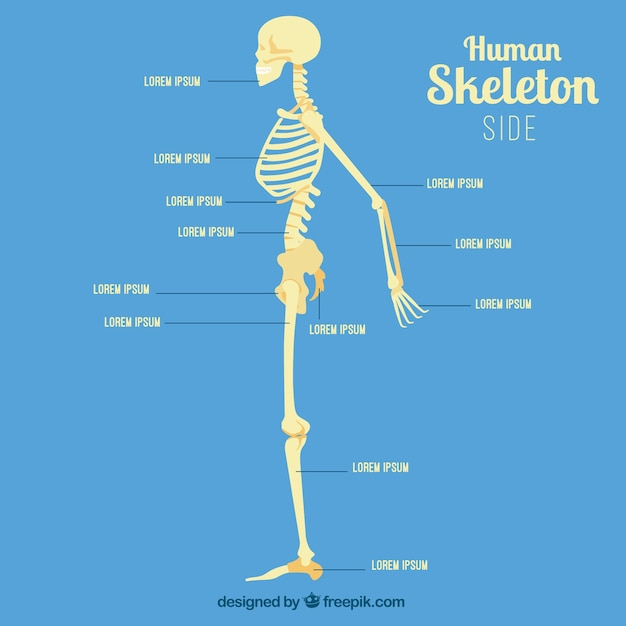 study,human,medicine,profile,human body,skeleton,system,bones,body parts,parts,ribs,skeletal