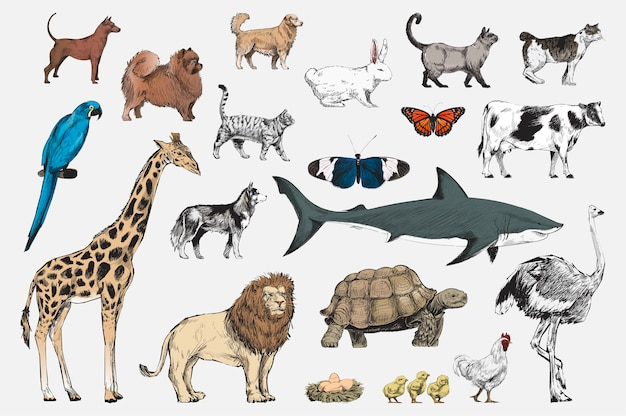 animal,animals,sign,drawing,natural,illustration,style,collection,set,naturalistic