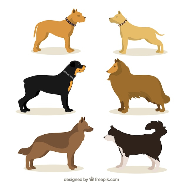 dog,animal,animals,pet,illustration,dogs,breed,breeds