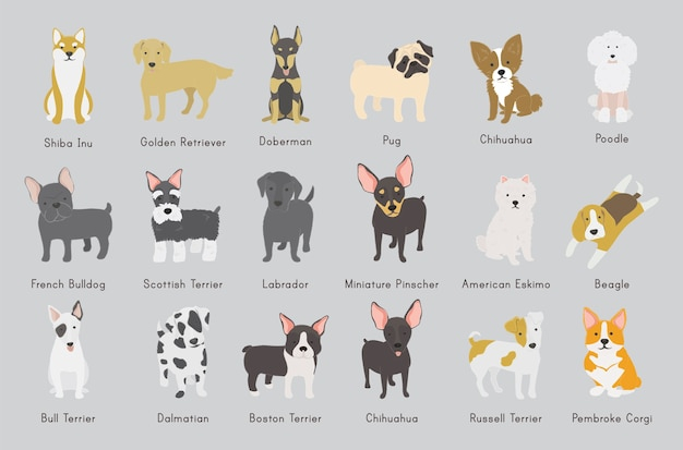  dog, animal, golden, pet, illustration, dogs, bull, bulldog, american, french, pug, collection, poodle, labrador, chihuahua, french bulldog, boston, beagle, golden retriever, scottish