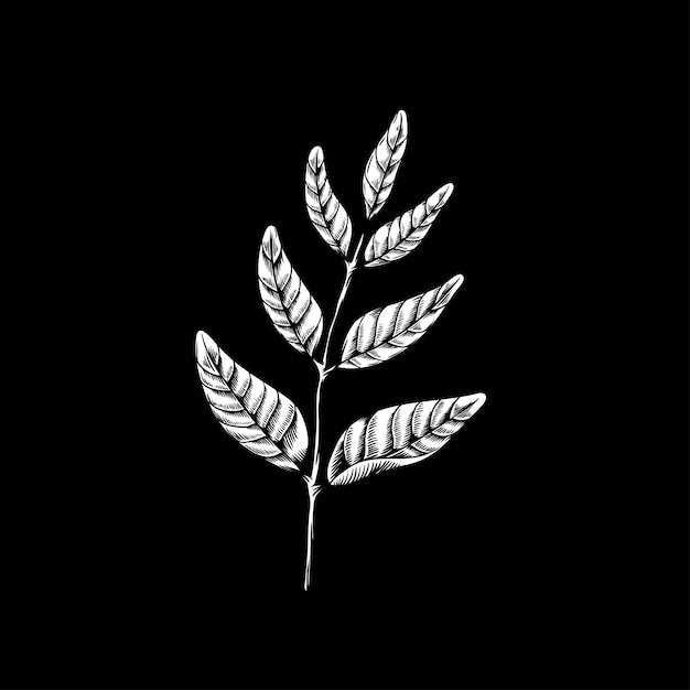 background,leaf,nature,black background,leaves,black,graphic,creative,drawing,nature background,branch,background black,branches,creative graphics,creative background,artworks,nartural