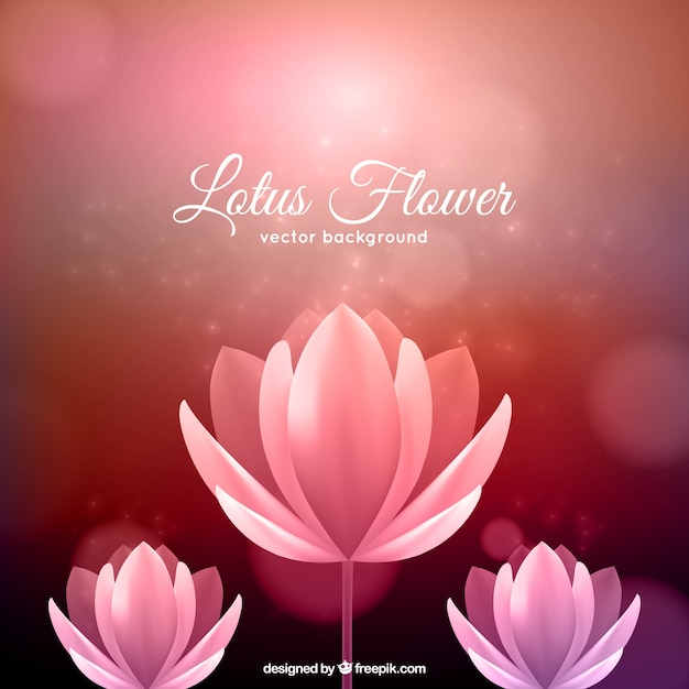 background,flower,abstract background,floral,abstract,flowers,floral background,lotus,flower background,blossom,lotus flower,blossoms