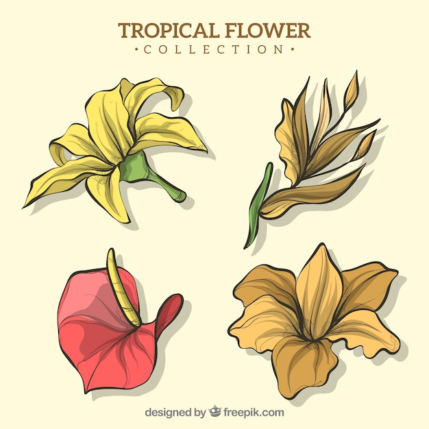 flower,floral,hand,summer,leaf,nature,hand drawn,spring,leaves,garden,tropical,plant,decoration,drawing,jungle,natural,plants,decorative,hawaii,hand drawing
