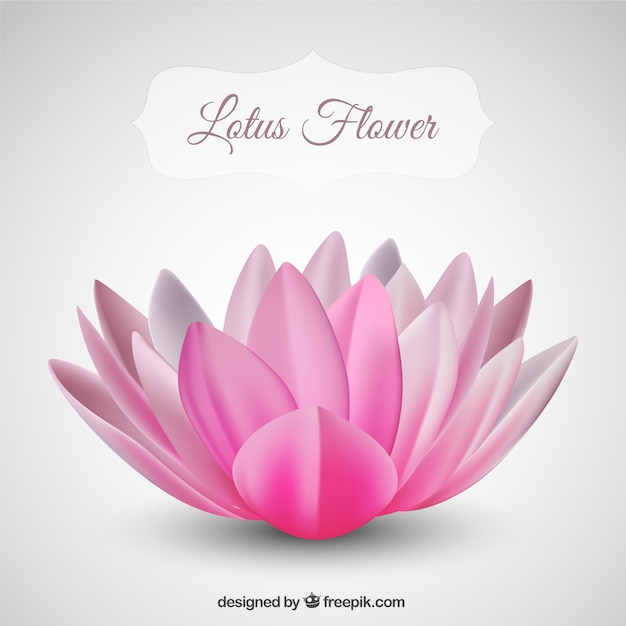 flower,nature,pink,japan,lotus,japanese,oriental,asia,blossom,asian,lotus flower