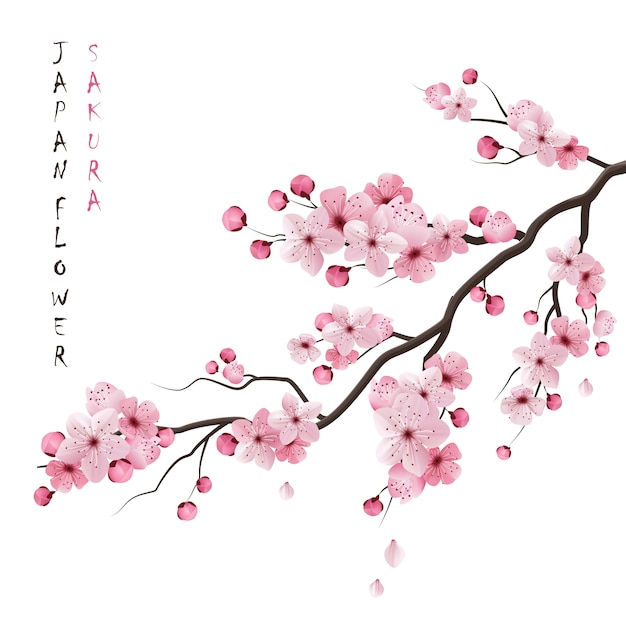 background,flower,wedding,floral,tree,card,summer,template,nature,wedding card,japan,chinese,spring,art,celebration,white background,garden,wedding background,white,china,decoration,flower background,japanese,cherry blossom,branch,culture,marriage,traditional,cherry,summer background,background flower,sakura,blossom,tree branch,celebration background,background white,beautiful,artistic,bridal,realistic,blooming