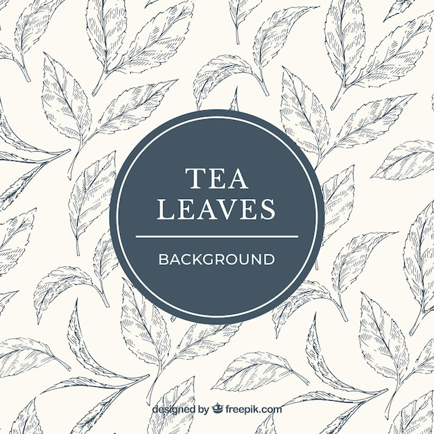background,hand,leaf,hand drawn,leaves,tea,style,drawn,tea leaves,tea leaf,plantation,vegetation,infusion,tea plantation,infusion tea