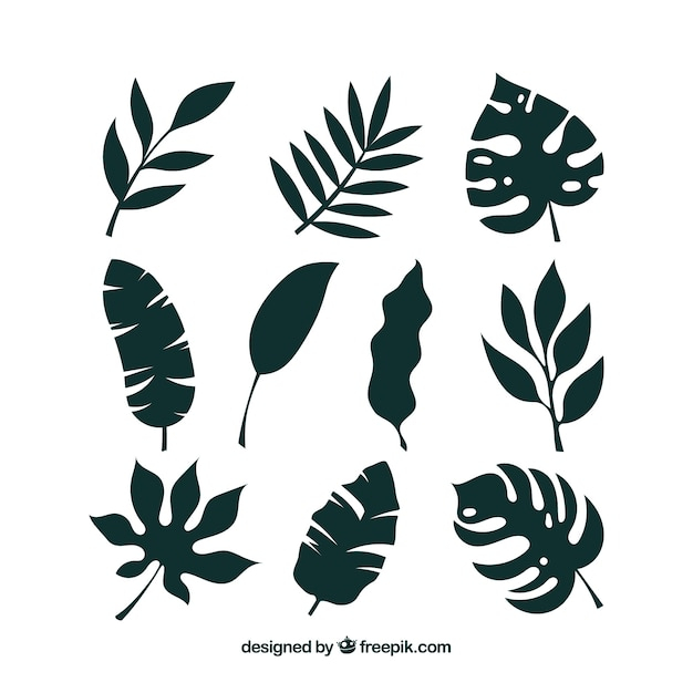 ornament,summer,leaf,green,nature,beach,spring,leaves,silhouette,tropical,decoration,natural,plants,palm,decorative,ornamental,summer beach,green leaves,cool,style