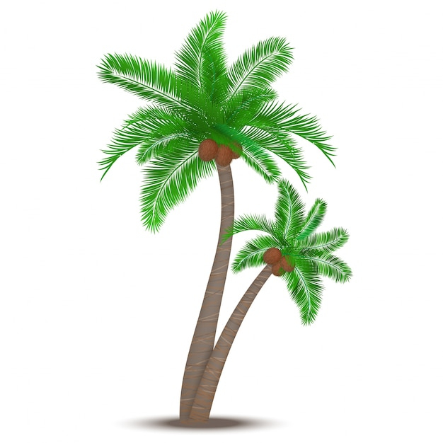  background, floral, tree, leaf, floral background, nature, beach, leaves, white background, holiday, tropical, flat, white, palm tree, trees, natural, illustration, nature background, emblem