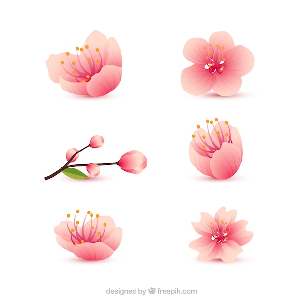flower,floral,nature,spring,plant,decoration,cherry blossom,natural,decorative,cherry,blossom,beautiful,season,spring flowers,collection,realistic,bloom,variety,springtime,blossoms