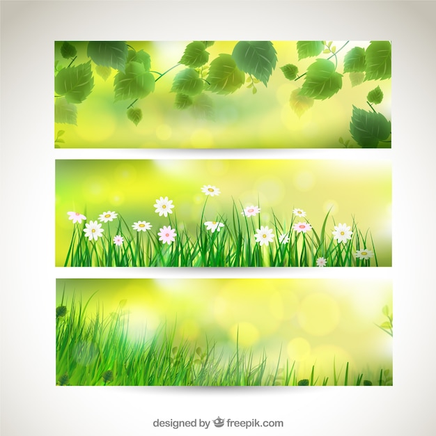banner,flower,flowers,banners,grass,spring,leaves,field,green leaves,spring flowers,meadow,variety,springtime