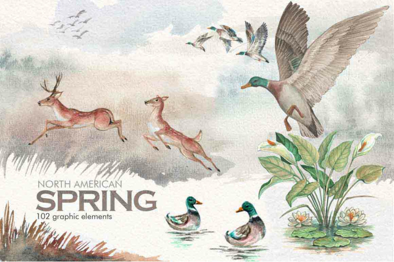 watercolor,spring,nature,graphics,elements,north america