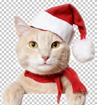 santa claus ,png,santa claus cat,cats,christmas cat,noel cat,noel hat,cat with noel hat,cat with christmas hat,himalayan cat,christmas himalayan cat