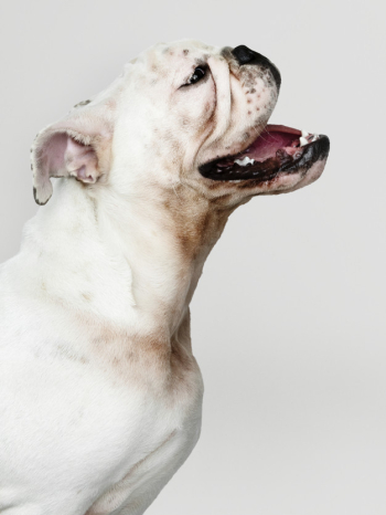 Golden Retriever Dogs PSD, 200+ High Quality Free PSD Templates for Download