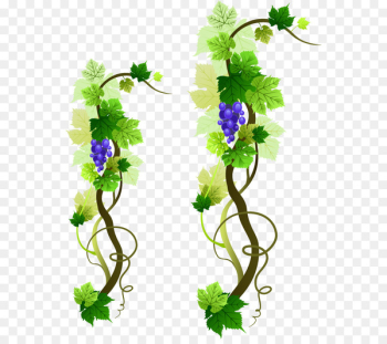 Grapevine stock vector. Illustration of plant, vine, leaves - 36384576