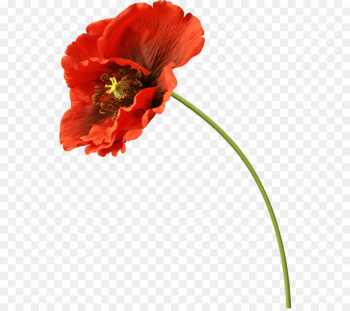 Common Poppy Flower Remembrance Poppy PNG - california poppy, clip art,  common poppy, coquelicot…