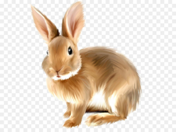 Angora rabbit - Top vector, png, psd files on