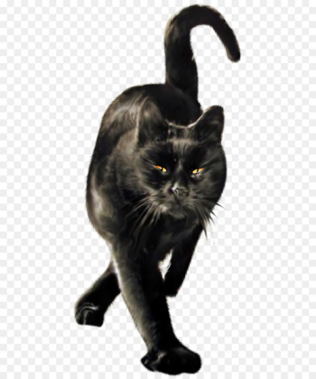 Cat noir - Top png files on