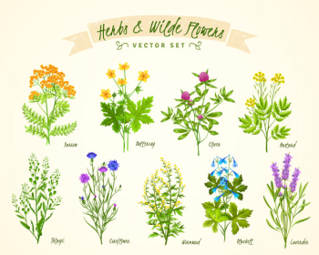 Herbs and wild flowers background set