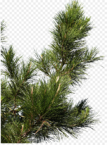 Christmas Tree Branch png download - 1200*802 - Free Transparent Fir png  Download. - CleanPNG / KissPNG
