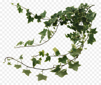 Free: Vine, Common Ivy, Drawing, Leaf, Ivy PNG - nohat.cc