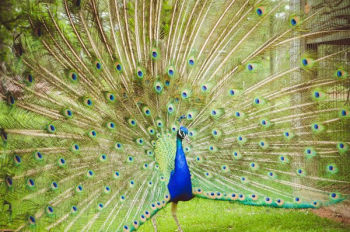 Bird Feather Green Euclidean, Beautiful birds feather,Green feathers,  animals, peafowl, wings png