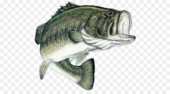 Free: Largemouth bass Smallmouth bass Fish - bass 