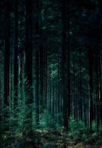 Iphone 6 Wallpaper exact res Forest Night Minimal by NoahSilliman