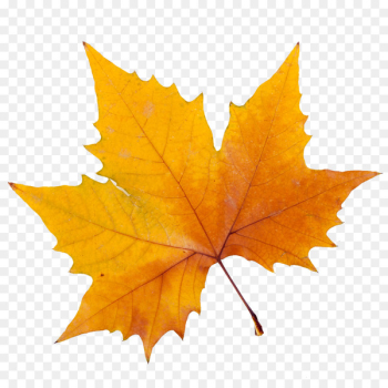 Sycamore leaf; autumn; trunk; - a Royalty Free Stock Photo from Photocase